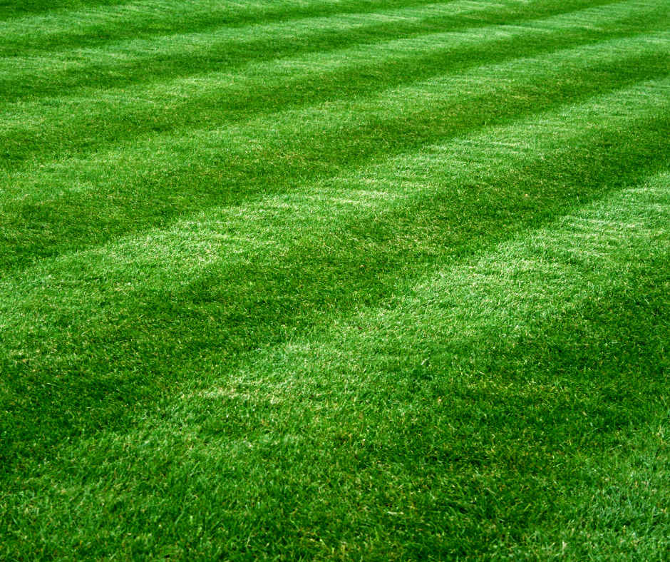 Striped freshly mown Minnesota lawn in summer