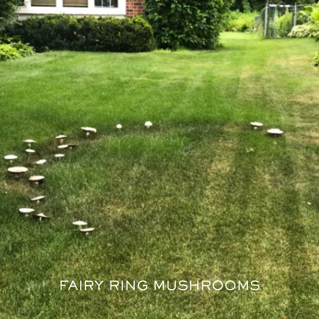 Fairy ring mushrooms growing in a circle on a Minnesota lawn