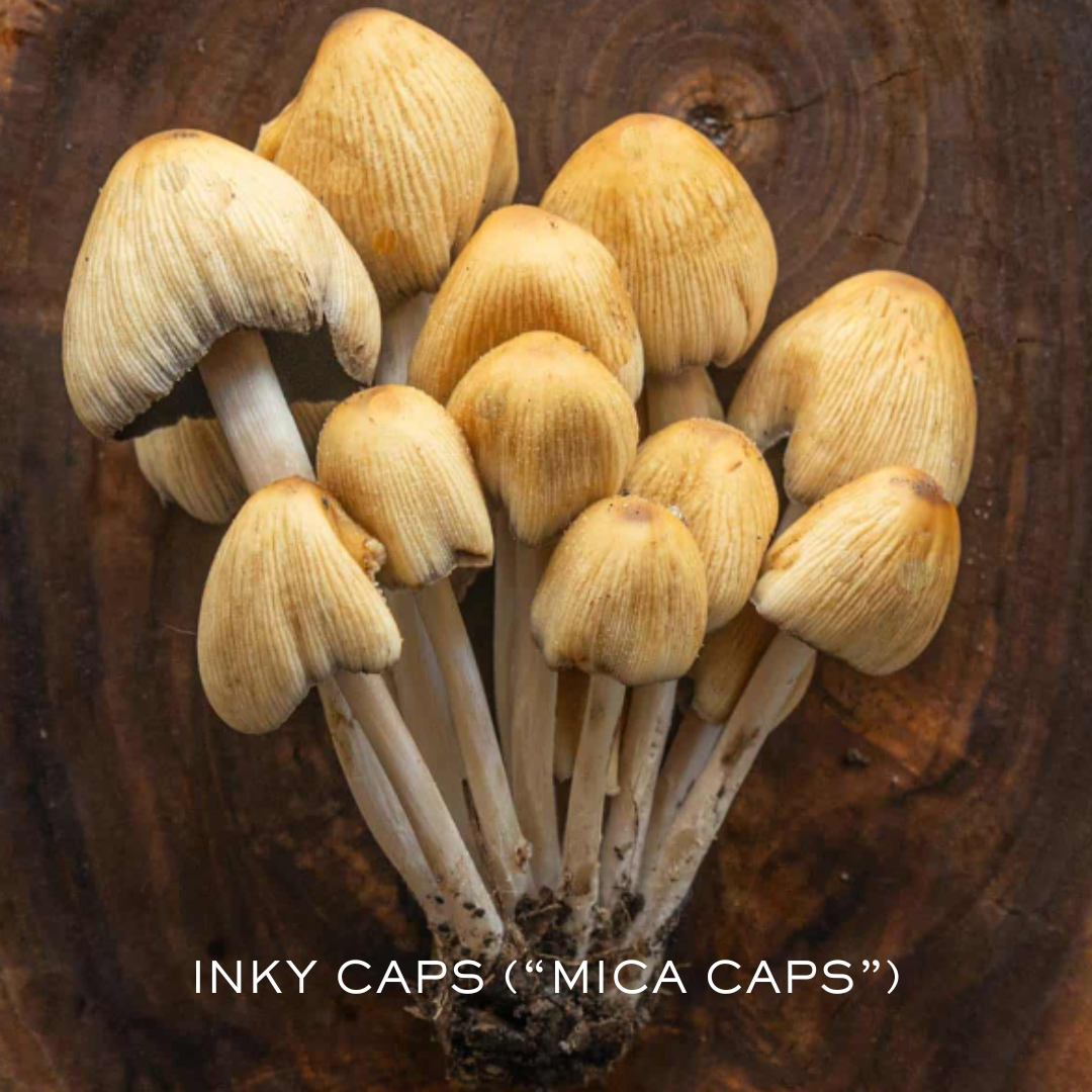 Inky Caps (Mica Caps) mushrooms clustered on wood
