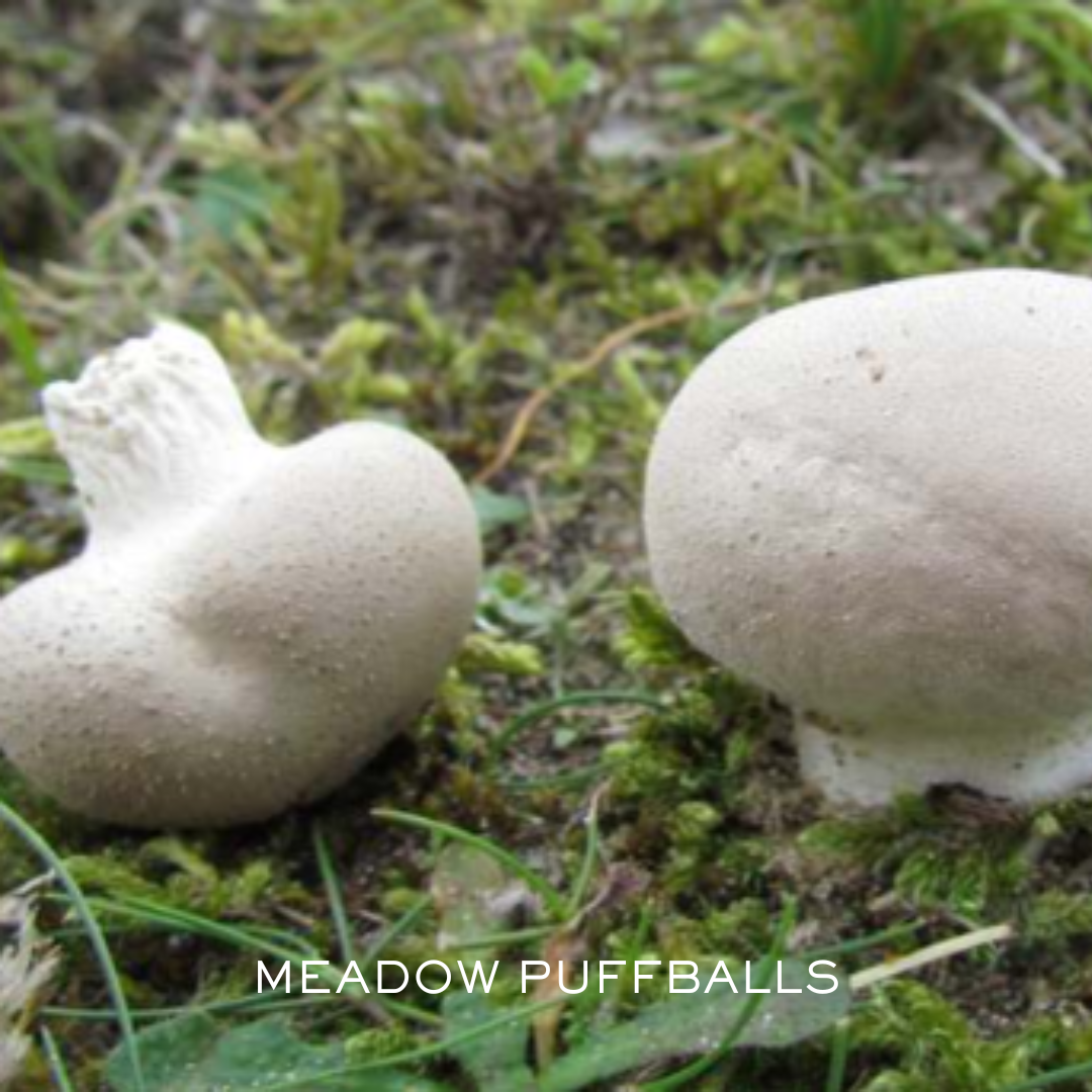 Meadow puffball mushrooms in grass