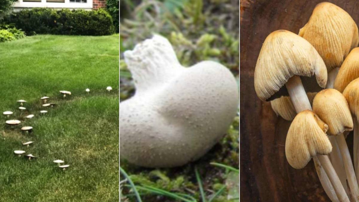 A Minnesota Homeowner's Guide to Lawn Mushrooms