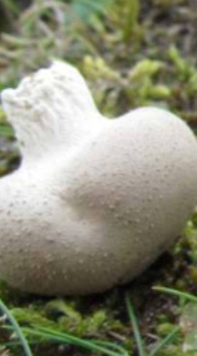 A Minnesota Homeowner's Guide to Lawn Mushrooms
