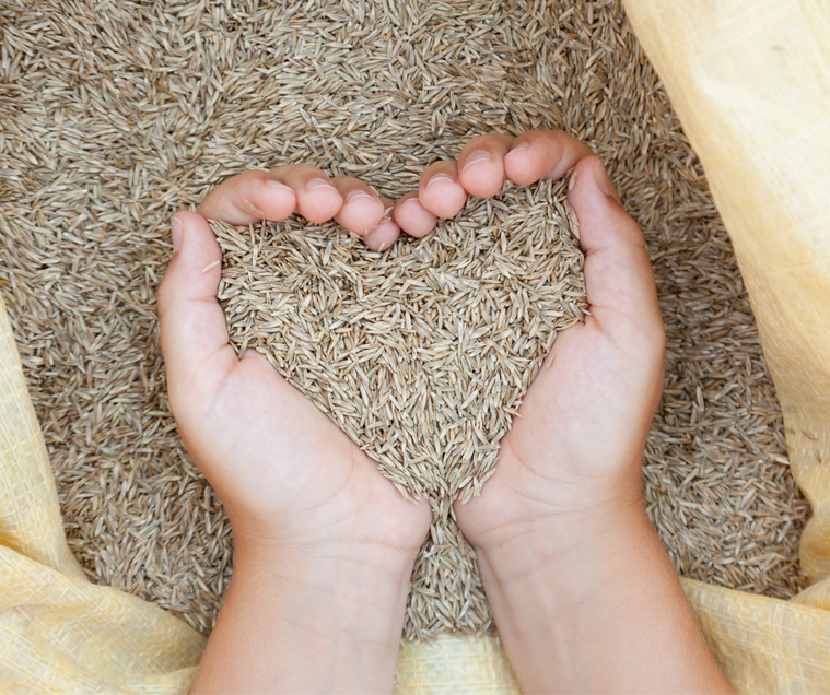 Grass seed held in two cupped hands above an open bag