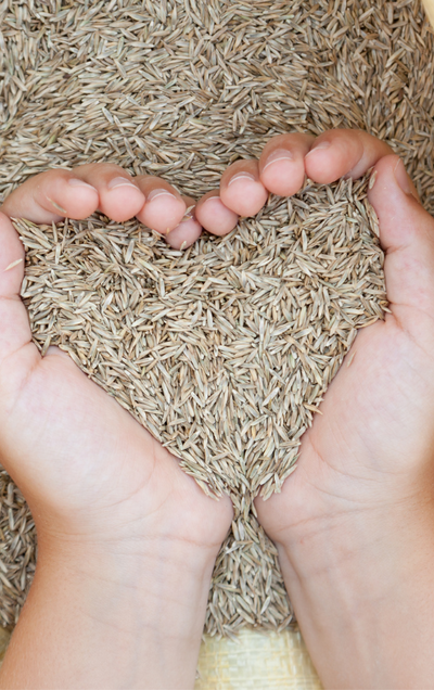 Overseeding in Minnesota: What It Is and When It Works