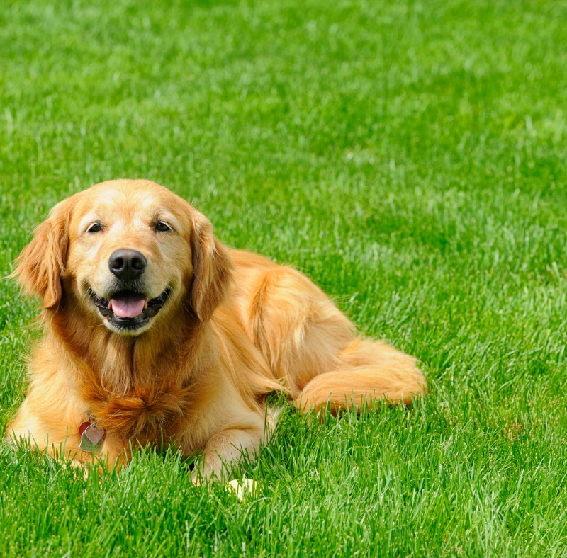 Dog resting on a healthy treated lawn