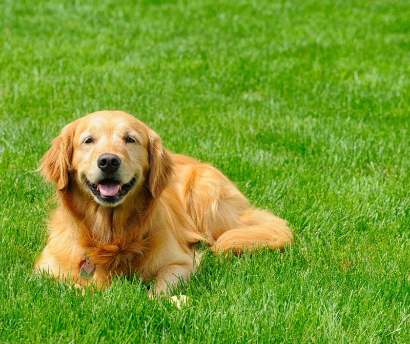 Dog resting on a healthy treated lawn