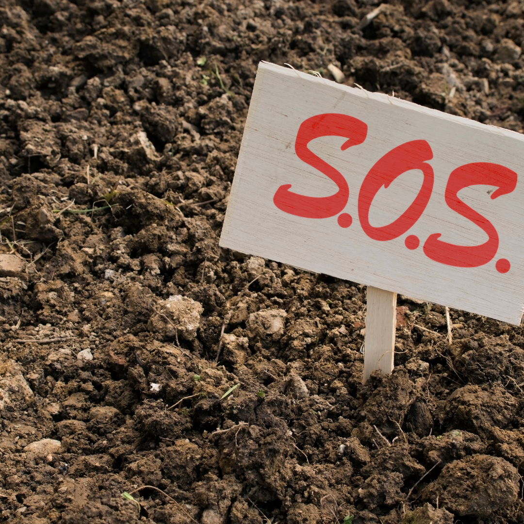 Healthy improved soil and turf after organic soil amendments