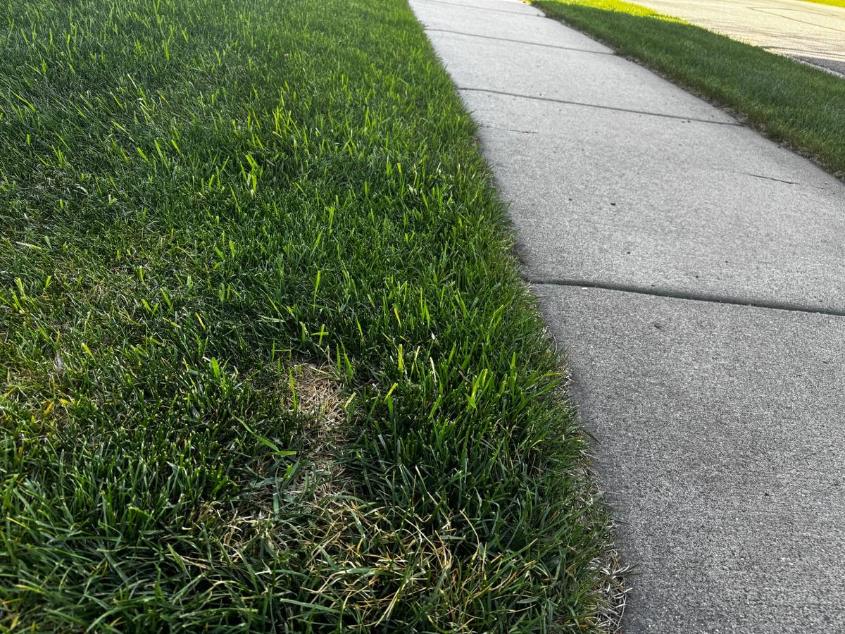 Understanding and Managing Quackgrass