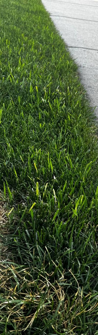Understanding and Managing Quackgrass