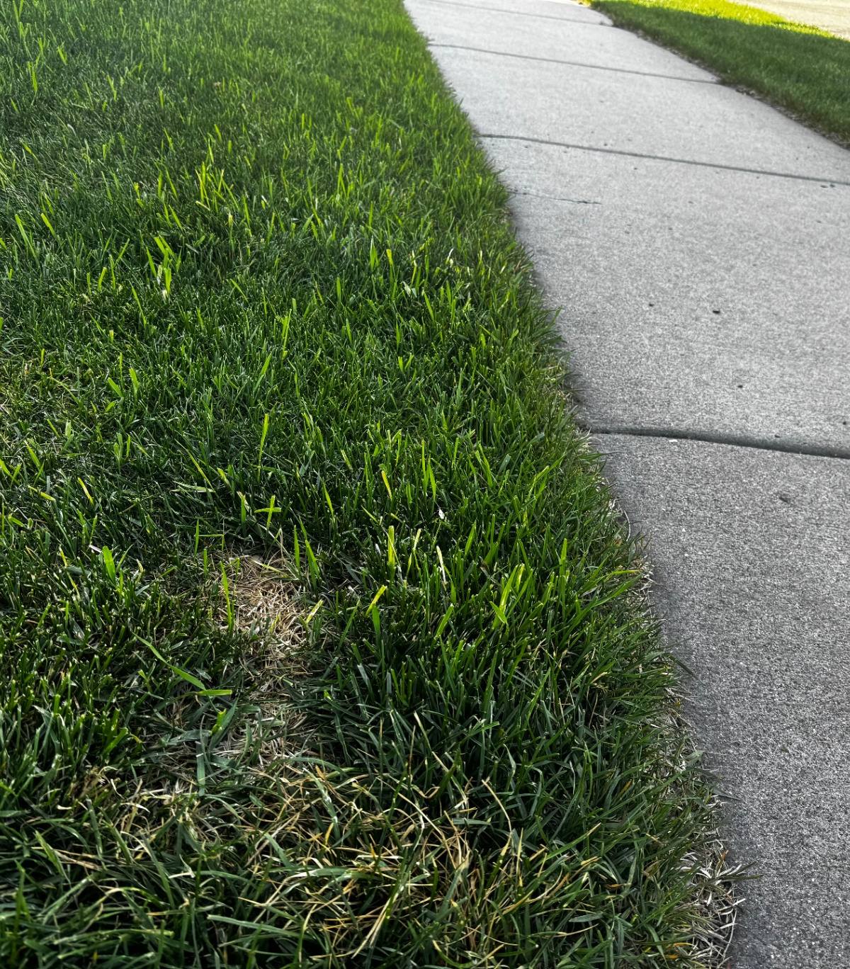 Understanding and Managing Quackgrass