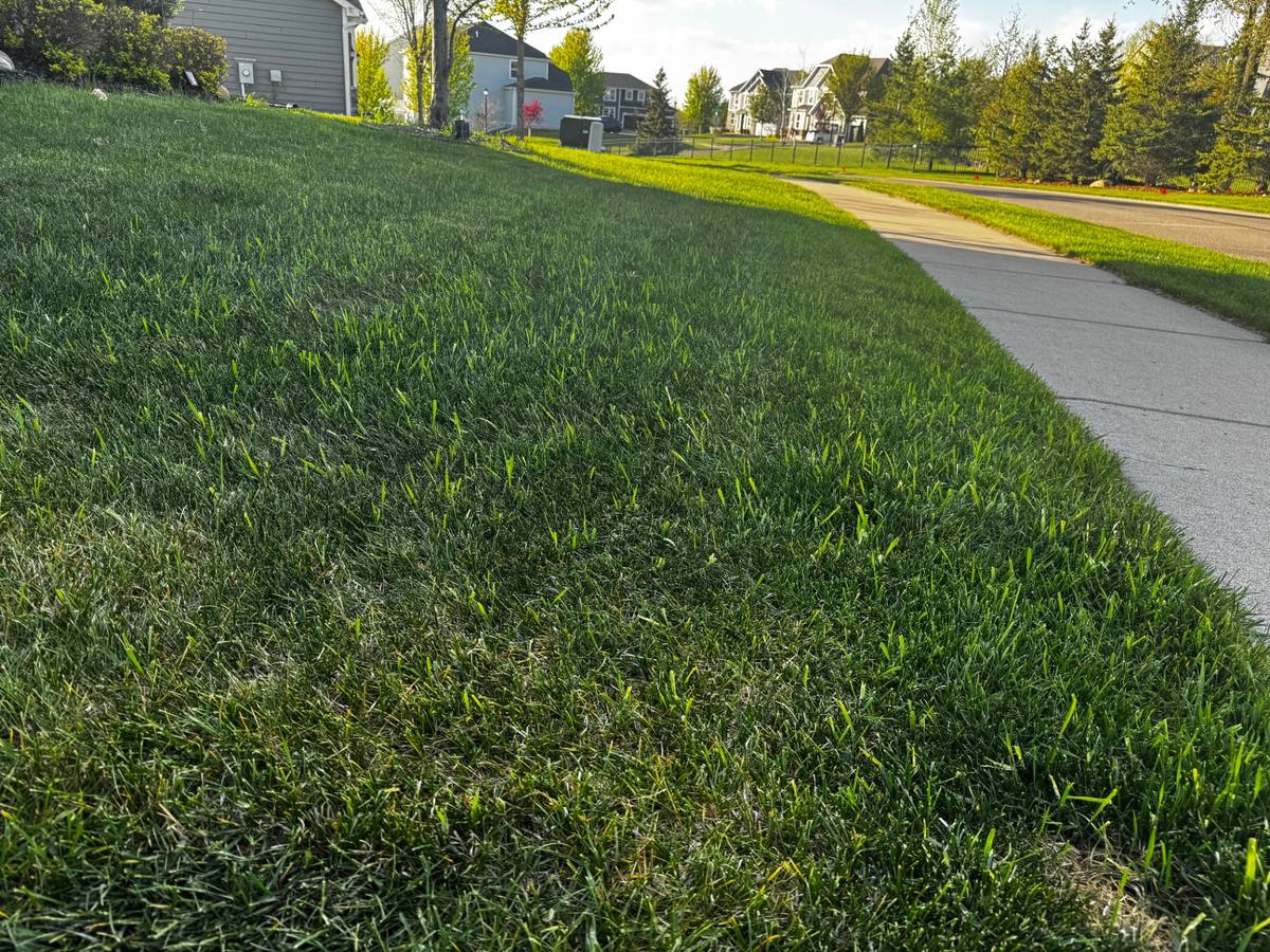 Healthy Minnesota lawn with visible quackgrass patches along the sidewalk