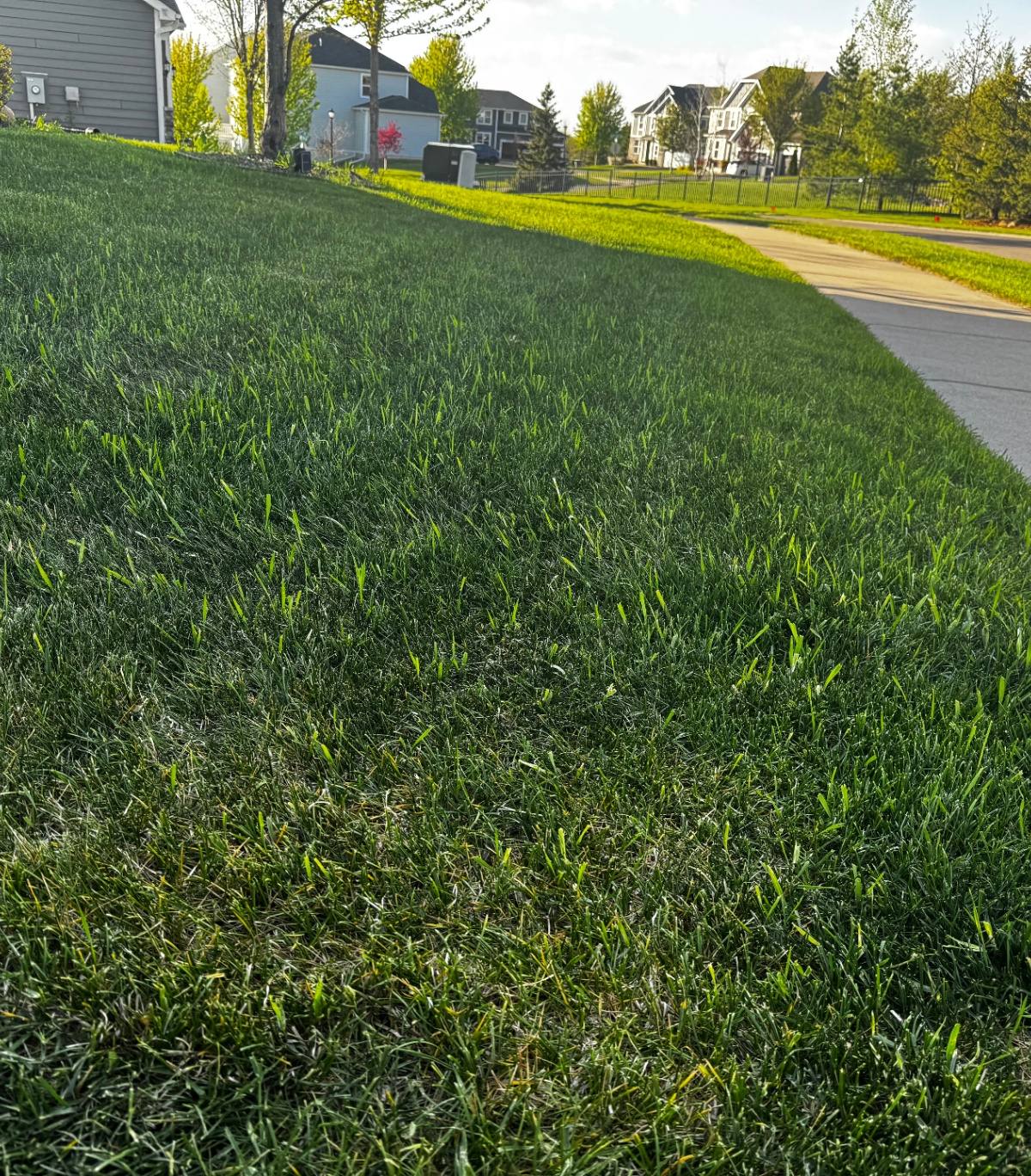 Healthy Minnesota lawn with visible quackgrass patches along the sidewalk