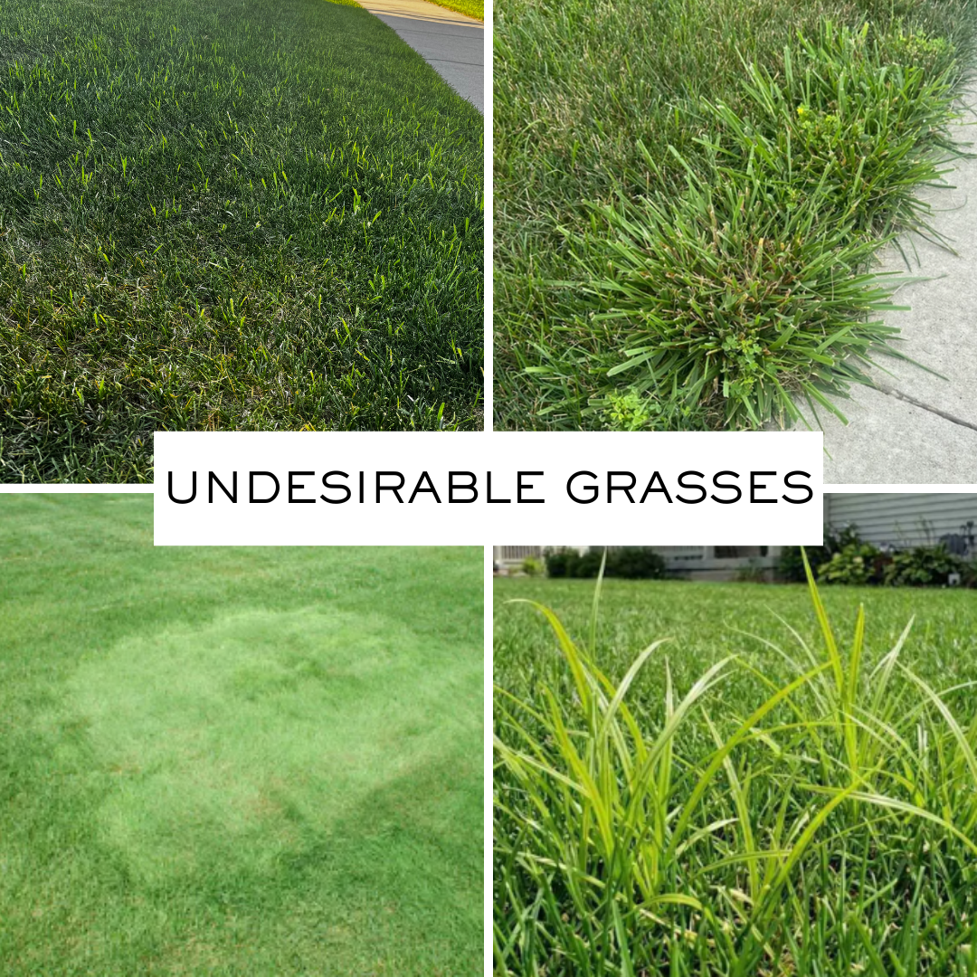 Collage of common undesirable grasses including quackgrass, bentgrass, clumping tall fescue, and reed canary grass