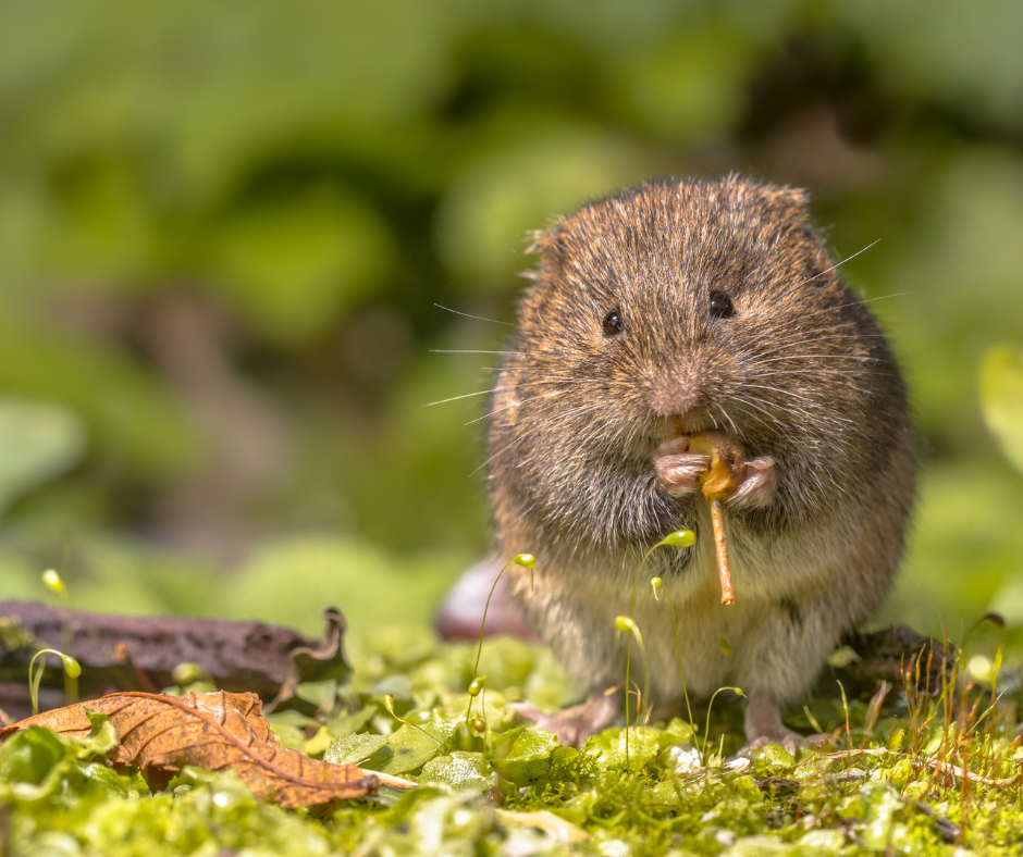 Vole Damage in Minnesota Lawns: Prevent It in Fall, Repair It in Spring