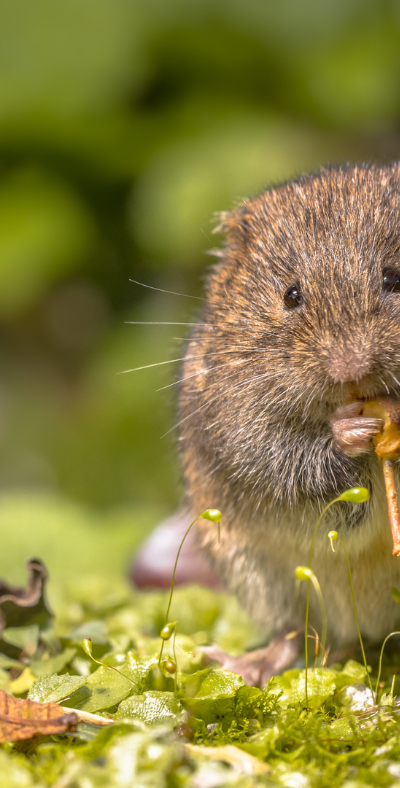 Voles and Vole Damage