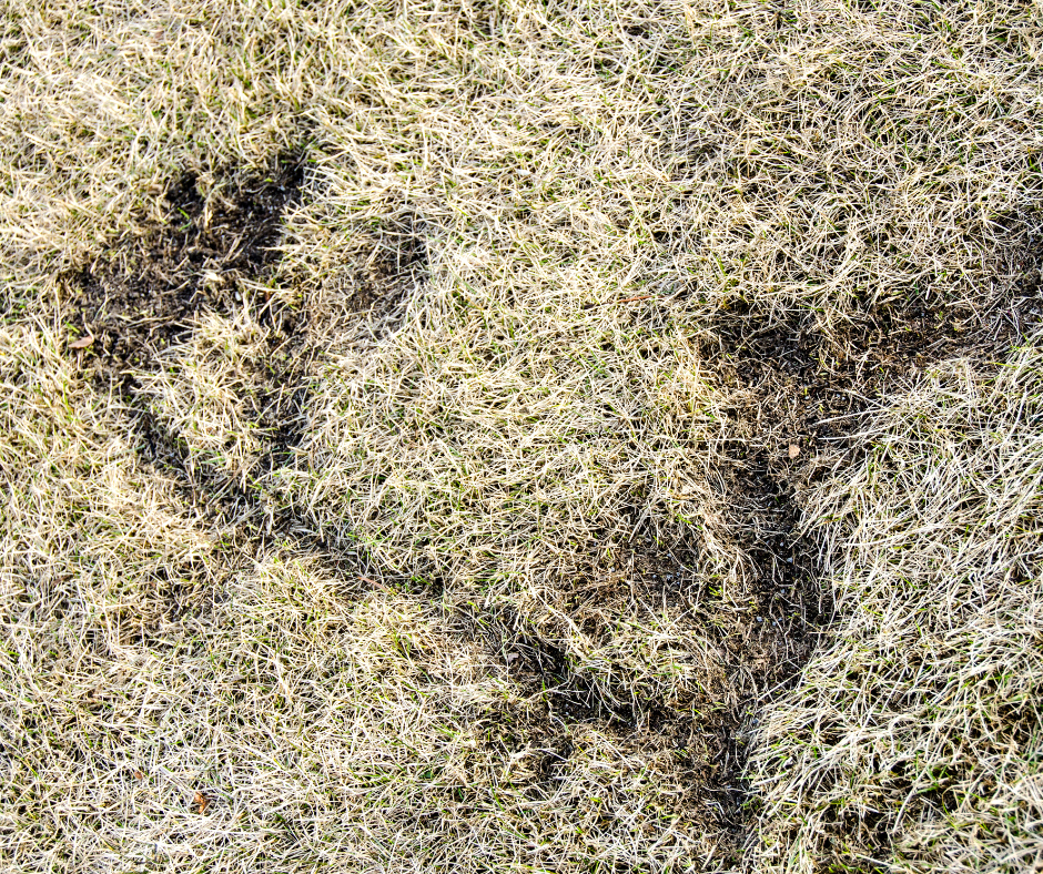 Close-up of vole damage showing chewed grass and surface tunnels
