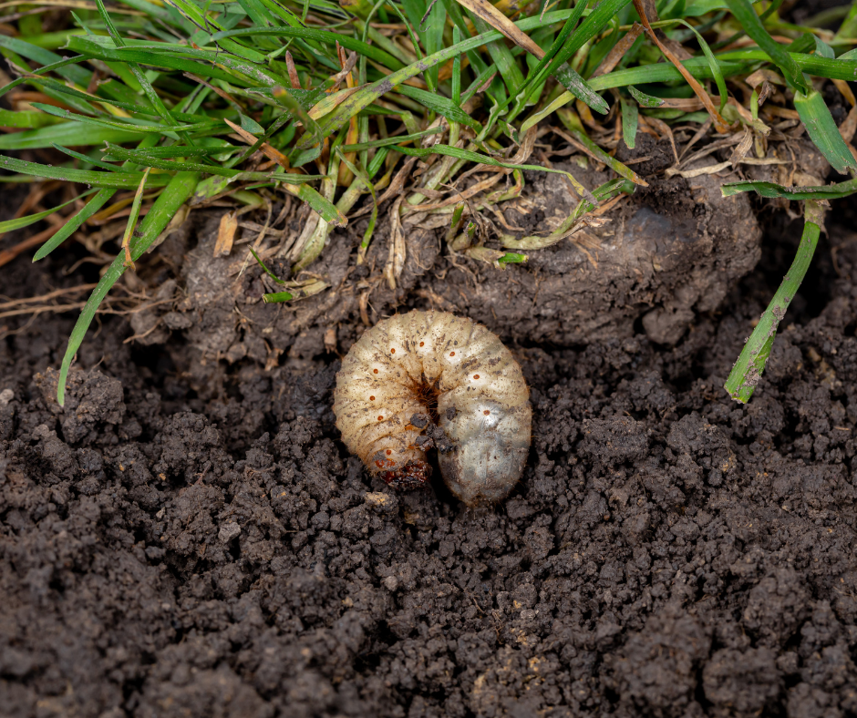 Warm Winter = More Grubs!