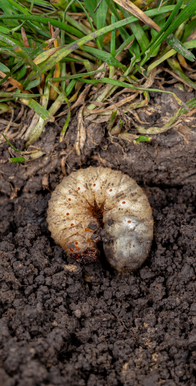 Warm Winter = More Grubs!