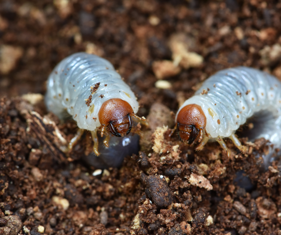 White grubs found in soil during spring lawn inspection